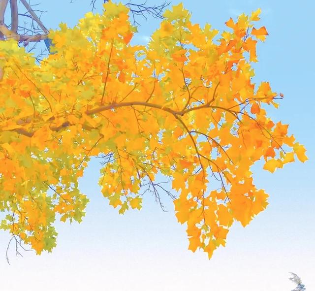 优美散文诗短篇（一片最美的叶子）