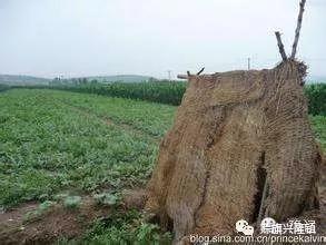 陪爷爷看瓜的日子 如今想起来是多么美好 全网搜