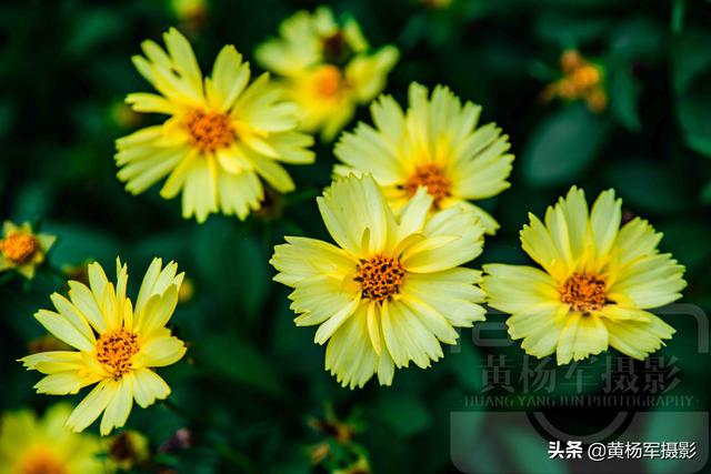 发现金鸡菊绚烂怒放的美 淡雅迷人 金黄多姿的菊科花卉很漂亮 太阳信息网
