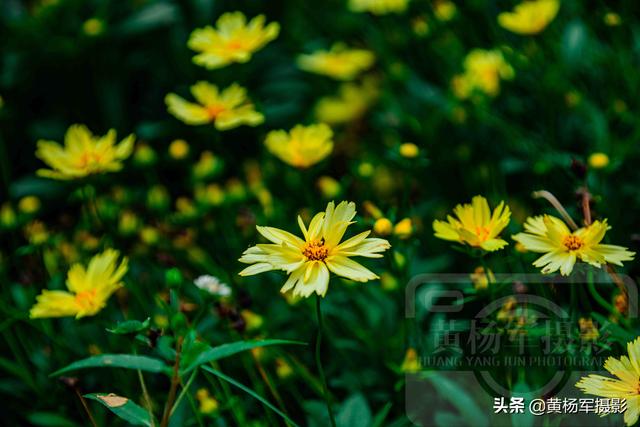 发现金鸡菊绚烂怒放的美 淡雅迷人 金黄多姿的菊科花卉很漂亮 太阳信息网