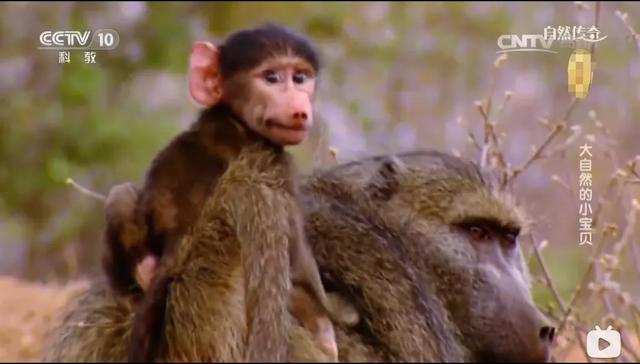 涨知识！学了这么多育儿技巧，竟然还不如他们更懂孩子