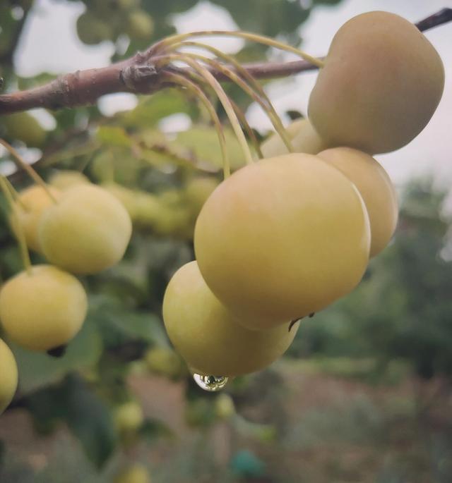 秋雨摞秋思