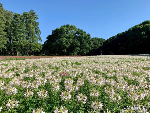 開在上海共青森林公園的醉蝶花 滬上隨筆 14 中國熱點