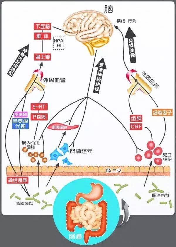 学会补充五羟色胺快速缓解抑郁症和焦虑症，让你幸福感爆棚