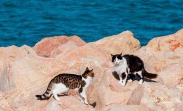 日本十大灵异事件（是真实故事还是人为编造）