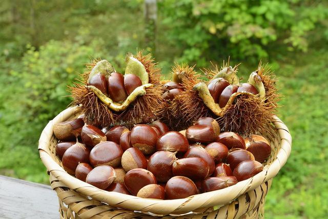 板栗滋补，生板栗怎么去掉内皮？板栗热量高不高？不宜多吃