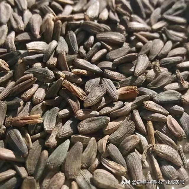 高鹏说药材：近期甘肃地产药材品种人气上升，后市看涨