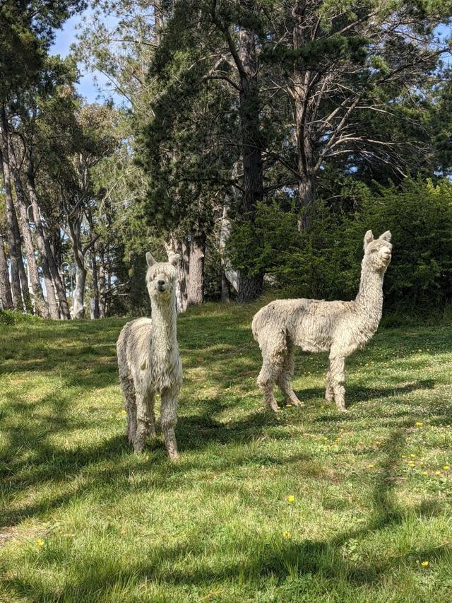 比利时大使在澳大利亚养了只羊驼，起名叫"鲍里斯"？