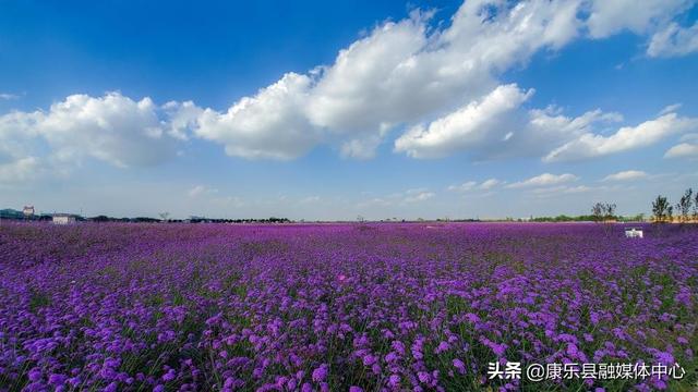 初秋 和花海康樂來一場約會吧 Kks資訊網