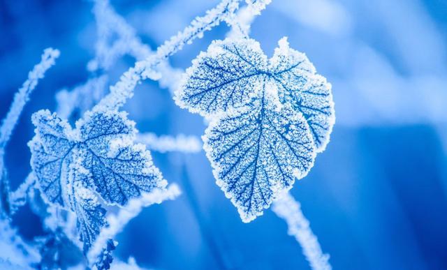 霜降节气该喝什么茶？冬天养生喝哪几种茶好？老茶客：2种合适