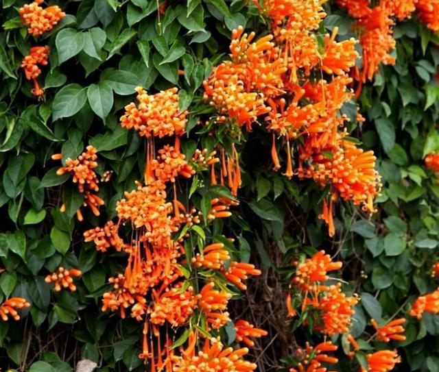 4种爬藤花卉 花量大还好养 新手也能养出一面花墙 Zh中文网