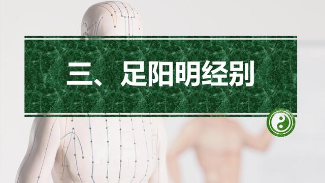 足阳明胃经与腧穴