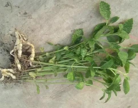 12種可食用野菜，怎麼做都好吃，再不挖點嘗嘗，就要老瞭