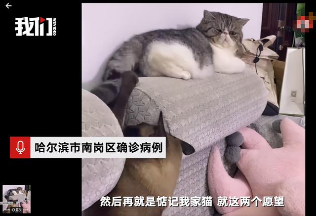 哈尔滨三只猫阳性被安乐死，你怎么看？
