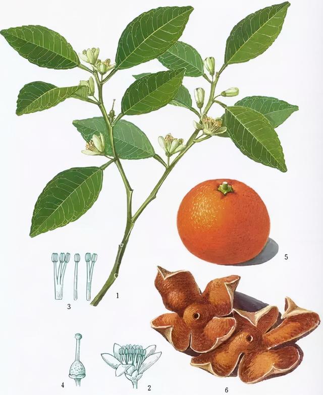 胃气不舒、咳嗽痰多、恶心呕吐，怎么知道我们有痰湿