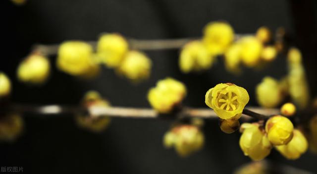 正月花神 梅花 三 红梅类杏 蜡梅非梅 Zh中文网