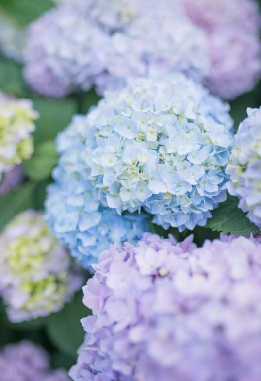 诗影江南系列有关绣球花的诗句(秋天绣球花的唯美诗句)