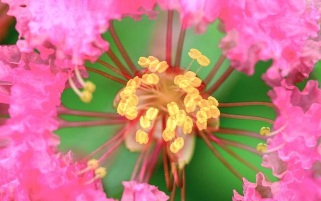 紫薇花開 曉迎秋露一支新 不占園中最上春 Kks資訊網