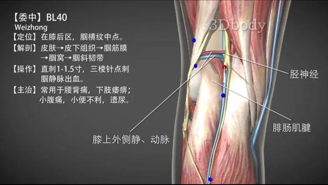 委中穴—太阳经腰痛