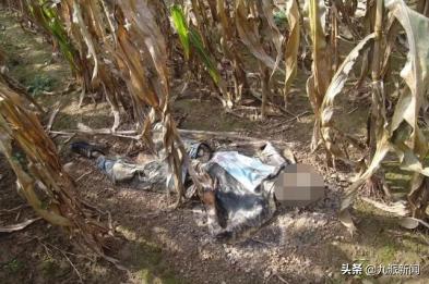 河北献县村民在玉米地发现男尸，警方：尸体已白骨化，线索征集中