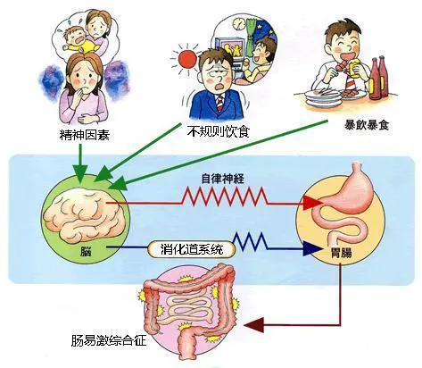 肠易激综合征的诊断标准和中医辨证论治及用方用药