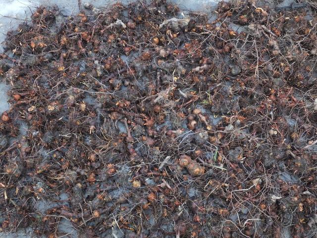 有“中药抗生素”之美誉的金荞麦介绍