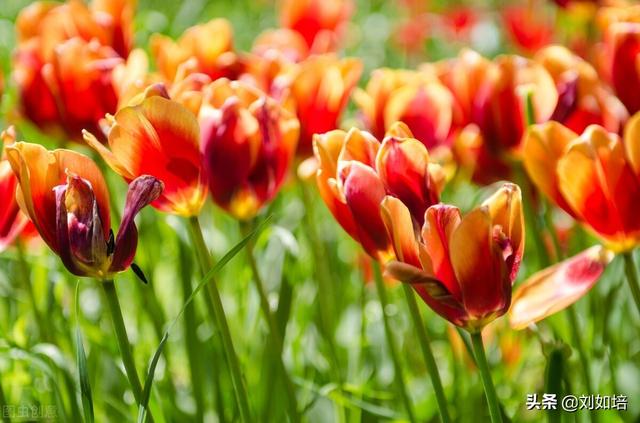 情绪的解析（我对情绪的理解）