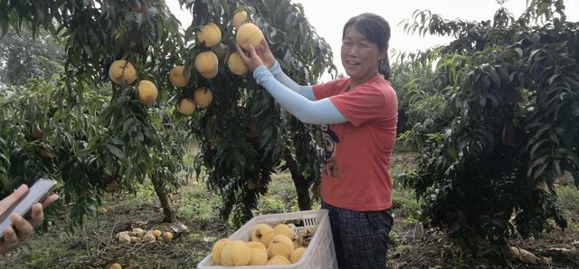 驻马店市驿城区蚁蜂镇：瓜果飘香 产业兴旺