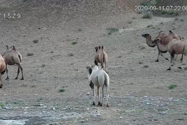 甘肃发现首例白化野骆驼:甘肃发现首例白化野骆驼：与众不同的基因，已被世界淘汰