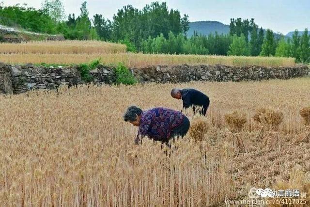 让美育走进家庭之手指印画—小麦