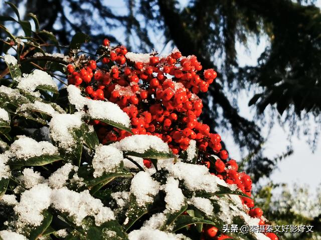 雪中红豆最相思