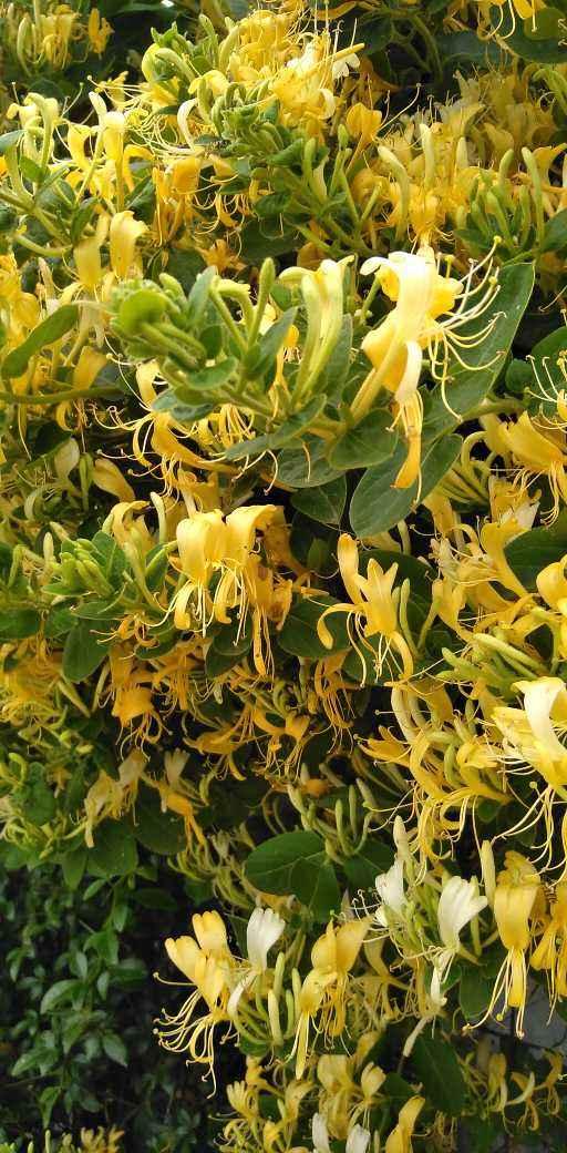 8种“安全花”，家里有老人孩子孕妇都能养，反而清新养人