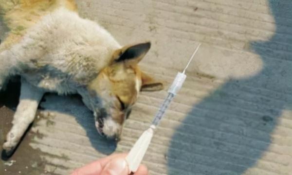 狗販子用毒針當街毒殺狗狗 毒發後再回來偷走 手法十分惡劣 Kks資訊網