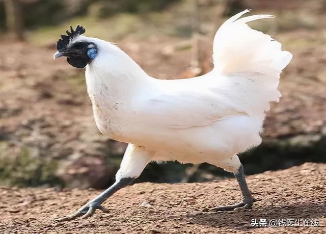 红枣、红糖不补血？医生提醒：真正补血的食物是这5种