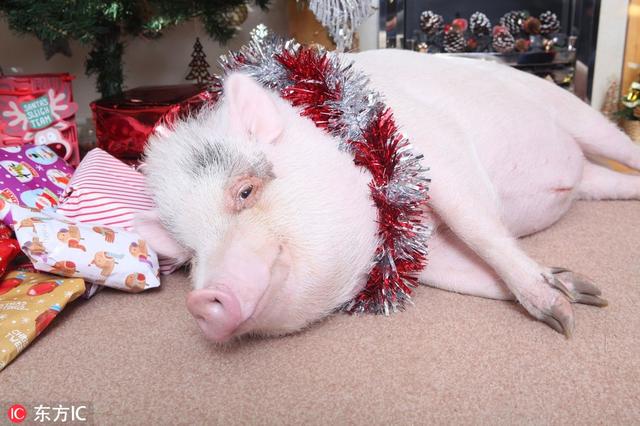 二师兄其实很呆萌!已亥年晒晒猪猪们的可爱照 猪图片可爱图片