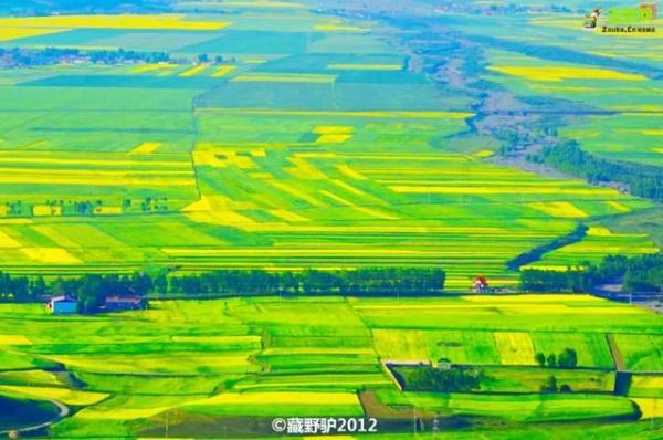 青海即将迎来她最美的100天，全国最后一波油菜花即将到来
