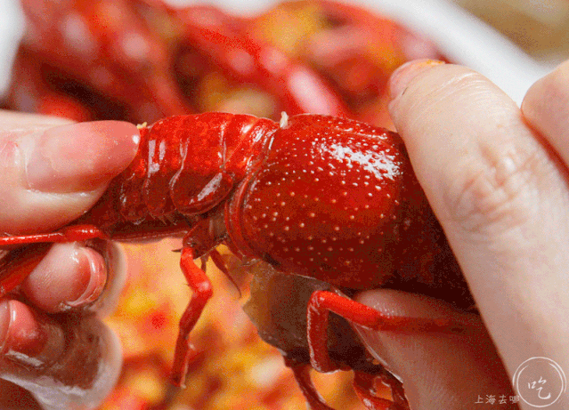 原本还担心4月的小龙虾还是个宝宝,没想到拿起来个个都是"巨婴",2只就