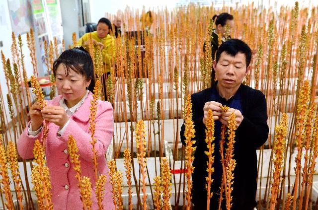 天麻花什么样子？