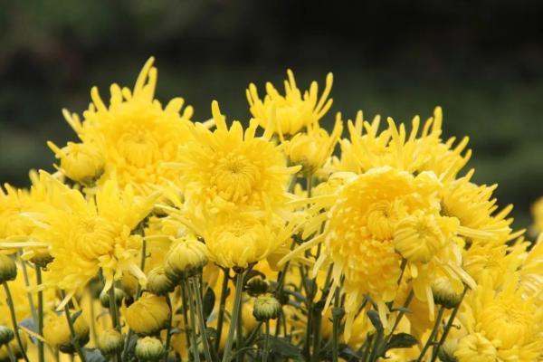 我们的节日·重阳节｜重阳节习俗知多少