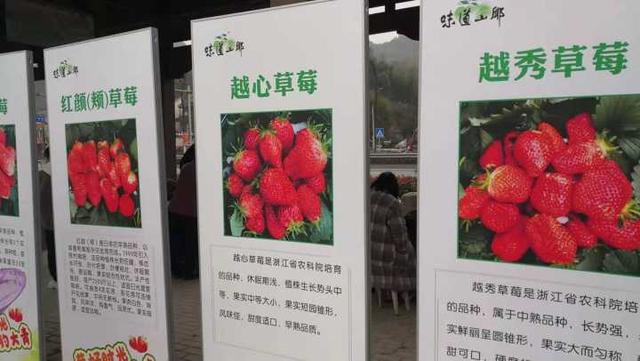 杭州草莓音乐节:看着好诱人！杭州这个地方正在开草莓节，趁周末赶紧去逛逛