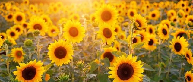 「健康养生」湿多伤脾！夏季祛湿很重要，教你几招轻松摆脱难缠的湿邪