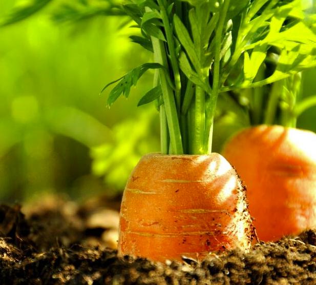 “冬月掘根，生熟皆可啖”这种大众果蔬是养生保健佳品