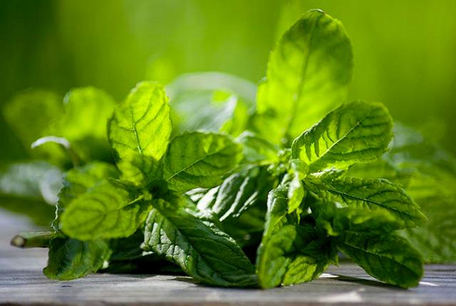 这种草药不仅气味清新更是夏日食疗佳品