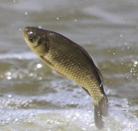 草鱼不仅肉质鲜美 更有甘温暖胃的疗效