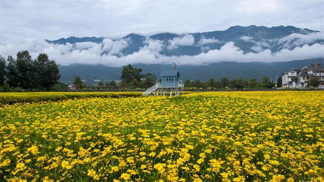 歸田園居 | 大理的這些花海田園，藏著最美的鄉愁、最慢的生活