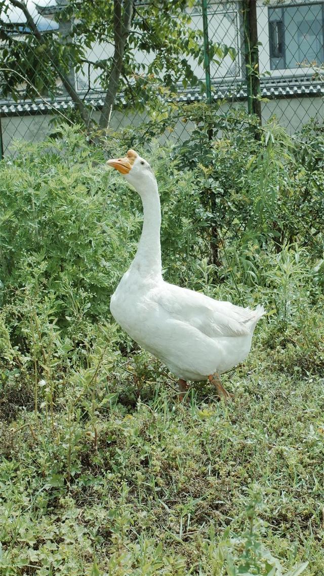 歸田園居 | 大理的這些花海田園，藏著最美的鄉愁、最慢的生活