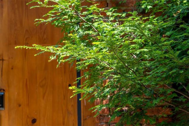 大理鳳陽邑：茶馬古道上的世外桃源