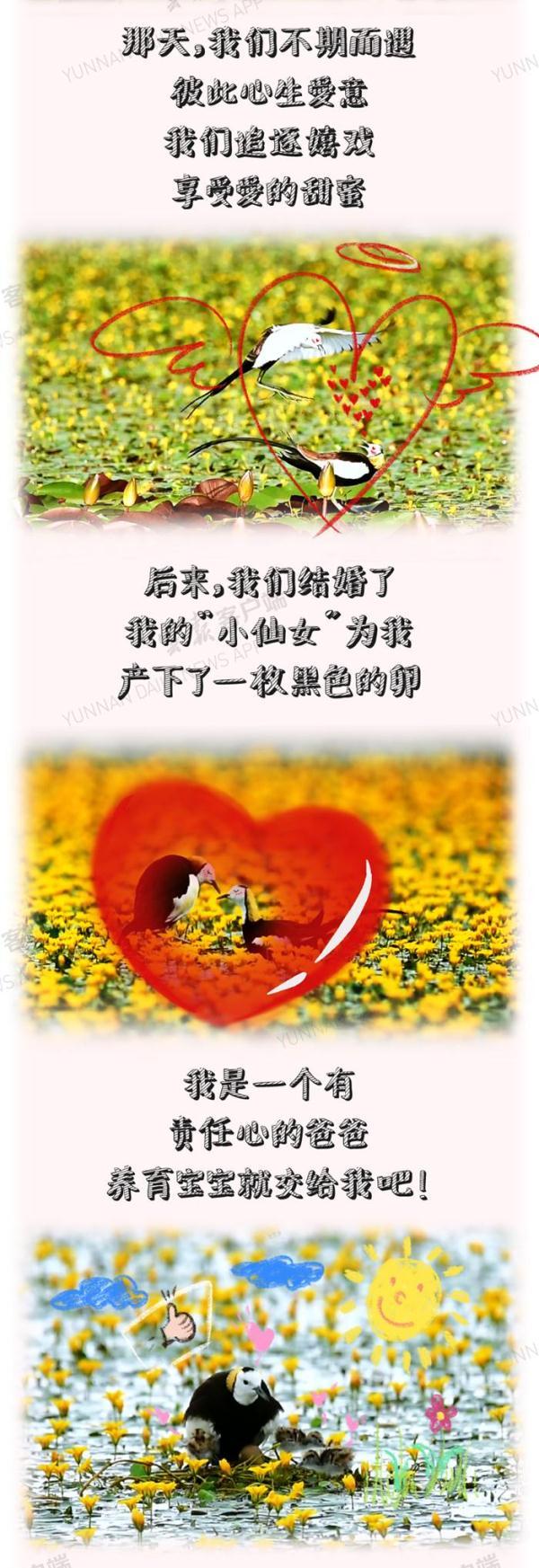 七夕丨它們在雲南相愛瞭