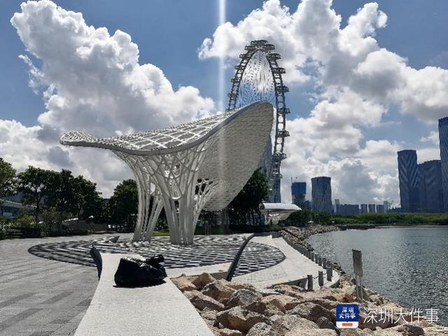 深圳市民反映宝安欢乐港湾漂死鱼垃圾，海事局：现象有季节性