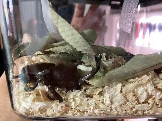 和孩子一起读书，养昆虫，认识大自然